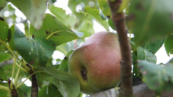 Eine Nahaufnahme von einem Apfel, der an einem Baum hängt © NDR Foto: Astrid Wulf