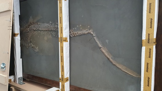 Ein Fossil in einer Kiste © NDR Foto: Stella Kennedy