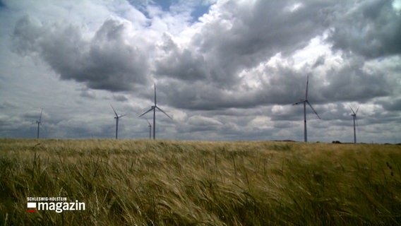 Windräder stehen auf einem Feld mit Getreide © NDR Foto: NDR Screenshots