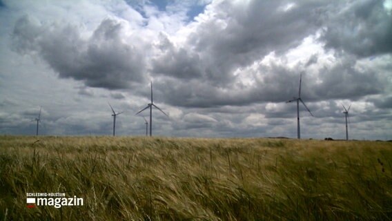 Windräder stehen auf einem Feld mit Getreide © NDR Foto: NDR Screenshots