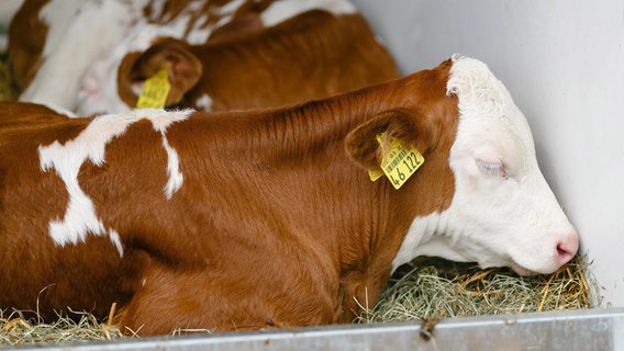 Kälber schlafen in ihrem Stall auf dem Gelände der Norla © dpa-Bildfunk Foto: Frank Molter