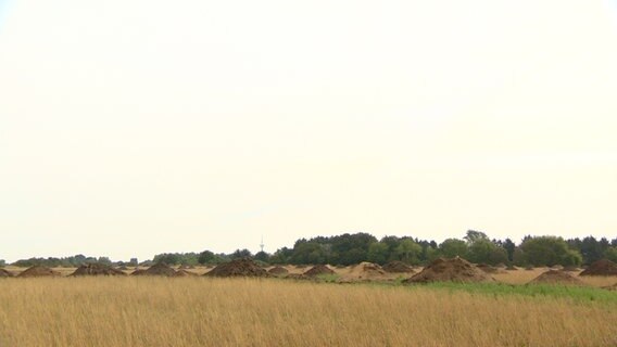 Viele Sandhügel auf einer Wiese im Hintergrund Bäume Viele Sandhügel auf einer Wiese im Hintergrund Bäume © Jonas Salto Foto: Jonas Salto