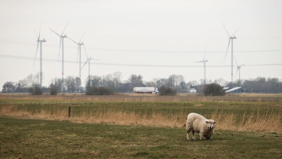 Ein Schaf steht auf einer Wiese an einem Weg durch die Felder der Gemeinde Norderwöhrden bei Heide. © picture alliance/dpa Foto: Christian Charisius