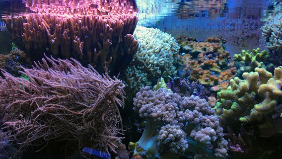 Ein Aquarium mit Korallen am Geomar in Kiel. © NDR Foto: Jennifer Lange