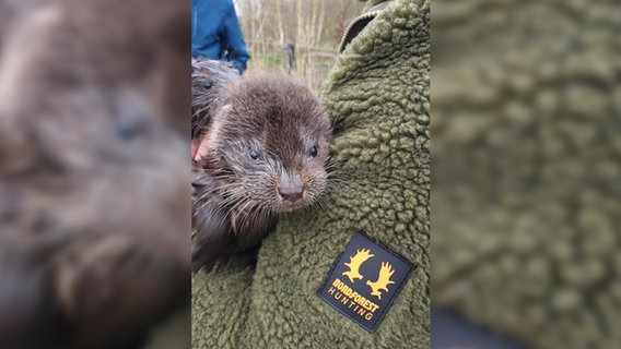 Eine Person hat ein Otterbaby auf dem Arm. © NDR Foto: Doreen Pelz