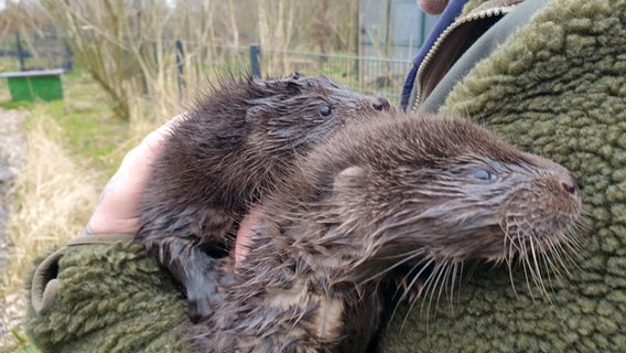 Eine Person hat zwei Otterbabys auf dem Arm. © NDR Foto: Doreen Pelz