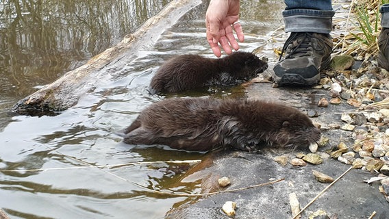 Zwei Otterbabys kommen aus dem Wasser. © NDR Foto: Doreen Pelz
