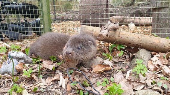 Ein Otterbaby sitzt in einem Gehege. © NDR Foto: Doreen Pelz