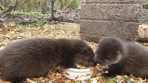 Zwei Otterbabys sitzen an einem Futternapf. © NDR Foto: Doreen Pelz