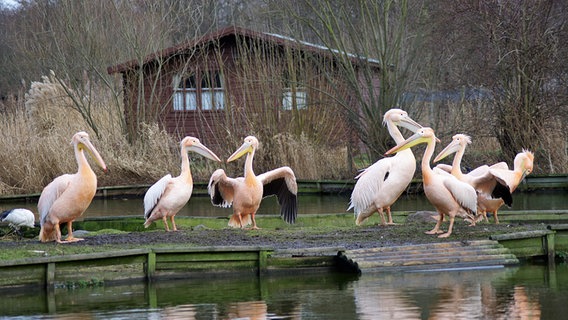 Mehrere Pelikane stehen an einem Teich © NDR Foto: Philipp Eckstein