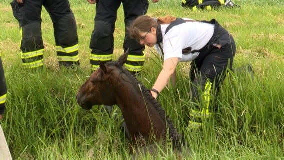 Ein Pferd steckt in einem Graben fest.  