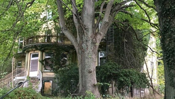 Blick auf die Osterberg-Villa, die von Bäumen und Büschen überwuchert ist. © Dietrich von Horn Foto: Dietrich von Horn