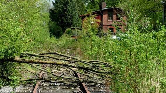 Blick auf den Blumendorfer Bahnhof, der von Büschen und Bäumen überwuchert ist. © Dietrich von Horn Foto: Dietrich von Horn