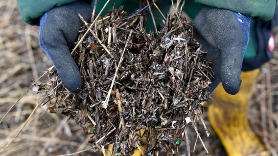 Kleine Plastikteilchen und Treibsel, also angeschwämmtes Material, zeigt ein städtischer Arbeiter auf einem Uferstreifen an der Schlei. © dpa Foto: Carsten Rehder