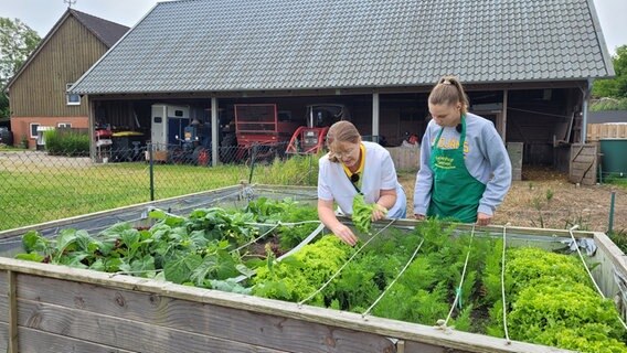 Eine Frau und ein Mädchen ernten Salat © NDR Foto: Frank Goldenstein