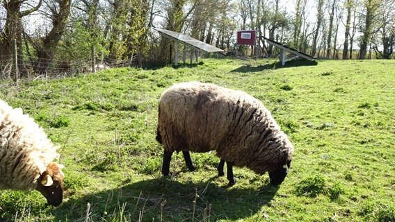 Zwei Schafe grasen vor der Photovoltaik-Anlage im Galmsbüller Garten. © NDR Foto: Peer-Axel Kroeske
