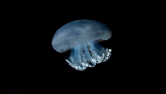 Nahaufnahme einer Blauen Nesselqualle. © IMAGO / imageBROKER Foto: G. Lacz