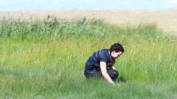 Eine junge Frau untersucht ein Naturschutzgebiet auf Sylt. © NDR Foto: Jörn Zahlmann