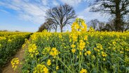 Einen Monat früher als üblich beginnt der Raps in Schleswig-Holstein zu blühen, während Bäume und Knicks noch unbelaubt sind. © Picture Alliance Foto: Markus Scholz