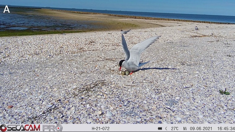 Ein Vogel beschützt seine Eier an einem Strand. © Naturschutzgesellschaft Schutzstation Wattenmeer e.V.