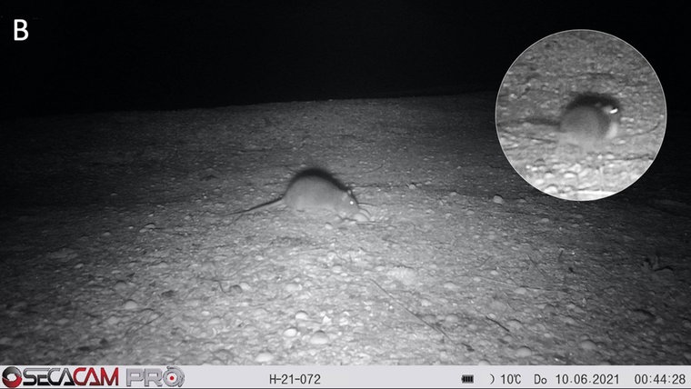 Ein Ratte hat ein Vogelnest mit Eier entdeckt. © Naturschutzgesellschaft Schutzstation Wattenmeer e.V.