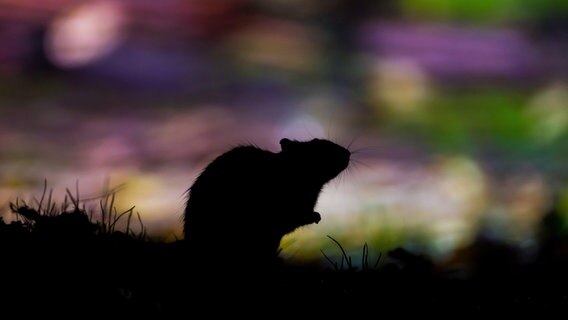 Silhouette einer Wanderratte bei Nacht. © picture alliance / blickwinkel/AGAMI/H. Germeraad | AGAMI/H. Germeraad 