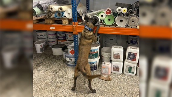 Ein Bargeldspürhund des Zolls ist in einem Lagerraum im Einsatz. © Hauptzollamt Kiel 