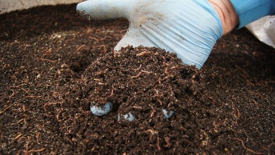 Erde und Regenwürmer auf einer Hand.  Foto: Astrid Wulff
