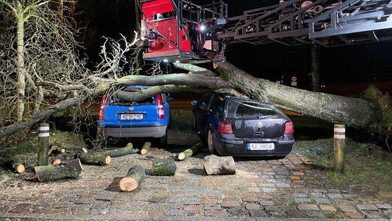 Ein Baum liegt auf zwei geparkten Autos. © NDR Foto: Christian Wolf