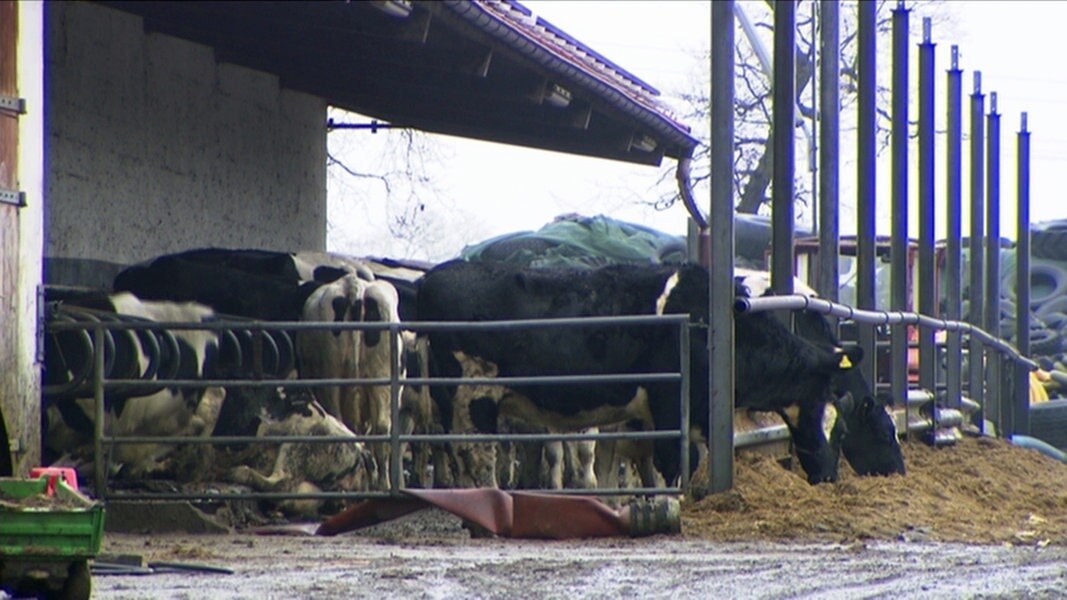 Verwahrloste Rinder: Geldstrafe für Landwirt | NDR.de - Nachrichten