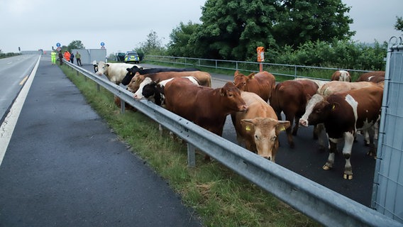 Mehrere entlaufene Rinder stehen auf dder A23 zwischen Hanerau-Hadermarschen und Schenefeld. Die Polizei hat die Autobahn abgesperrt. © Westküsten-News Foto: Florian Sprenger