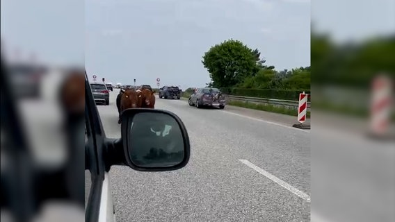 Kühe laufen über die Rader Hochbrücke. © NDR 