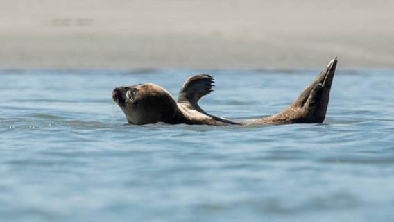 Ein Seehund liegt im fachen Wasser und hebt eine Flosse. © Imago Images / Silas Stein Foto: Silas Stein