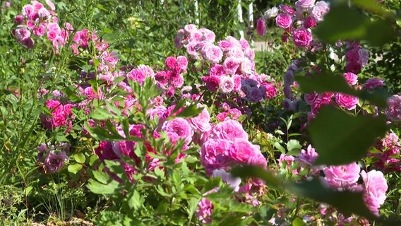 Blühende Rosen in Uetersen. © NDR 