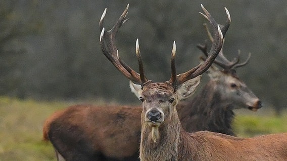 Zwei junge Rothirsche stehen auf einer Wiese. © René Pedersen, Rødekro Foto: René Pedersen, Rødekro