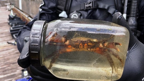 Eine Krabbe steckt in einem Glasgefäß. © NDR 