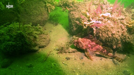 Eine Unterwasseraufnahme zeigt einen Fisch und Algen. © NDR 