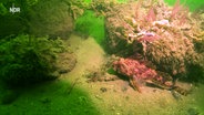 Eine Unterwasseraufnahme zeigt einen Fisch und Algen. © NDR 