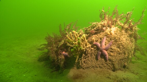 Riffe mit Schwämmen und Algen am Meeresgrund. © NDR Foto: NDR
