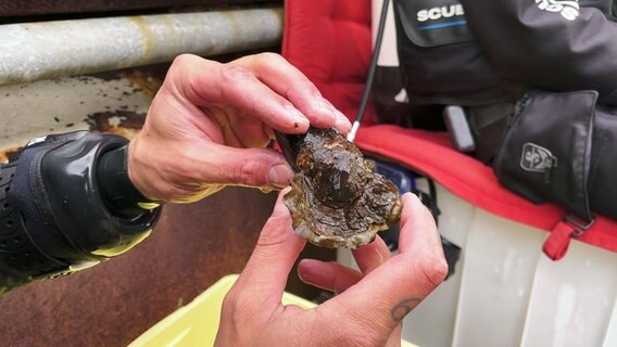 Eine Auster liegt in einer Handfläche des Tauchers © NDR Foto: Screenshots