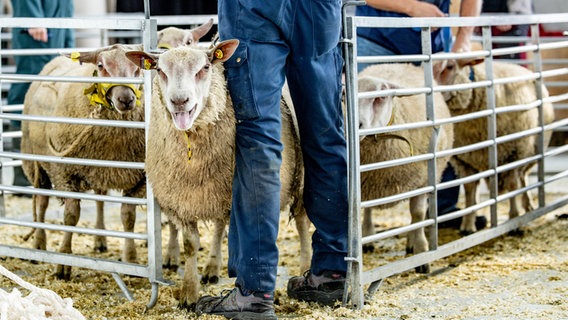 Schafe auf dem Schafmarkt in Husum. © Axel Heimken/dpa-Bildfunk Foto: Axel Heimken/dpa-Bildfunk