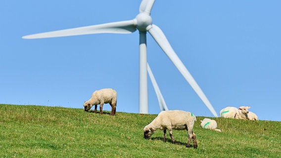 Mehrere Schafe liegen auf einer Grünfläche. Im Hintergrund steht ein Windrad. © picture alliance Foto: Peter Schatz