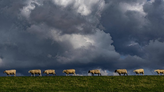 Eine Schafherde läuft über eine grüße Wiese. © NDR Foto: Peter Barthelt