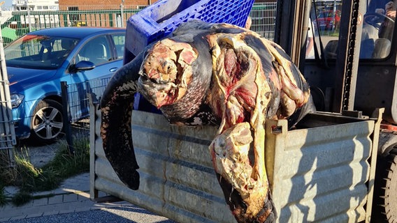 Eine verendete Lederschildkröte wird mit einem Gabelstapler abtransportiert. © Westküstennews Foto: Westküstennews