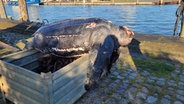 Eine verendete Lederschildkröte im Hafen von Büsum. © Stiftung tierärztliche Hochschule Hannover Foto: Dr. Joseph Schnitzler