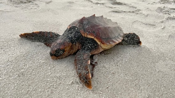 Eine Schildkröte liegt an einem Sandstrand auf dem Boden © Schutzstation Wattenmeer Foto: Amelie Gonzalez