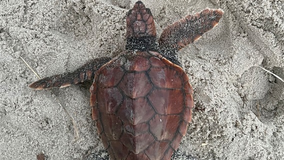 Eine Schildkröte liegt an einem Sandstrand auf dem Boden Eine Schildkröte liegt an einem Sandstrand auf dem Boden © Schutzstation Wattenmeer Foto: Amelie Gonzalez