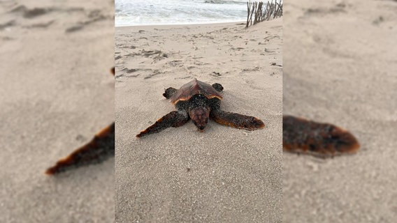 Eine Schildkröte liegt an einem Sandstrand auf dem Boden Eine Schildkröte liegt an einem Sandstrand auf dem Boden © Schutzstation Wattenmeer Foto: Amelie Gonzalez