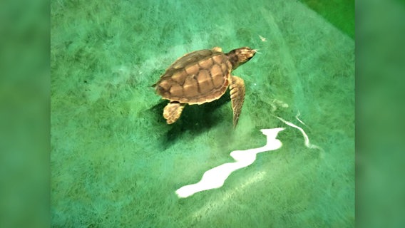 Eine unechte Karettschildkröte. © Sylt Aquarium Foto: Stefan Köster