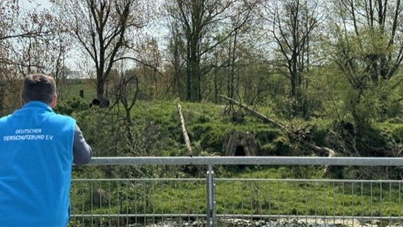 Ein Pfleger eines Tierschutzzentrums beobachtet Tiere in einem Gehege. © NDR Foto: Isabel Hofmann